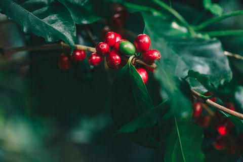 Kaffeepflanze mit reifen Kaffeekirschen