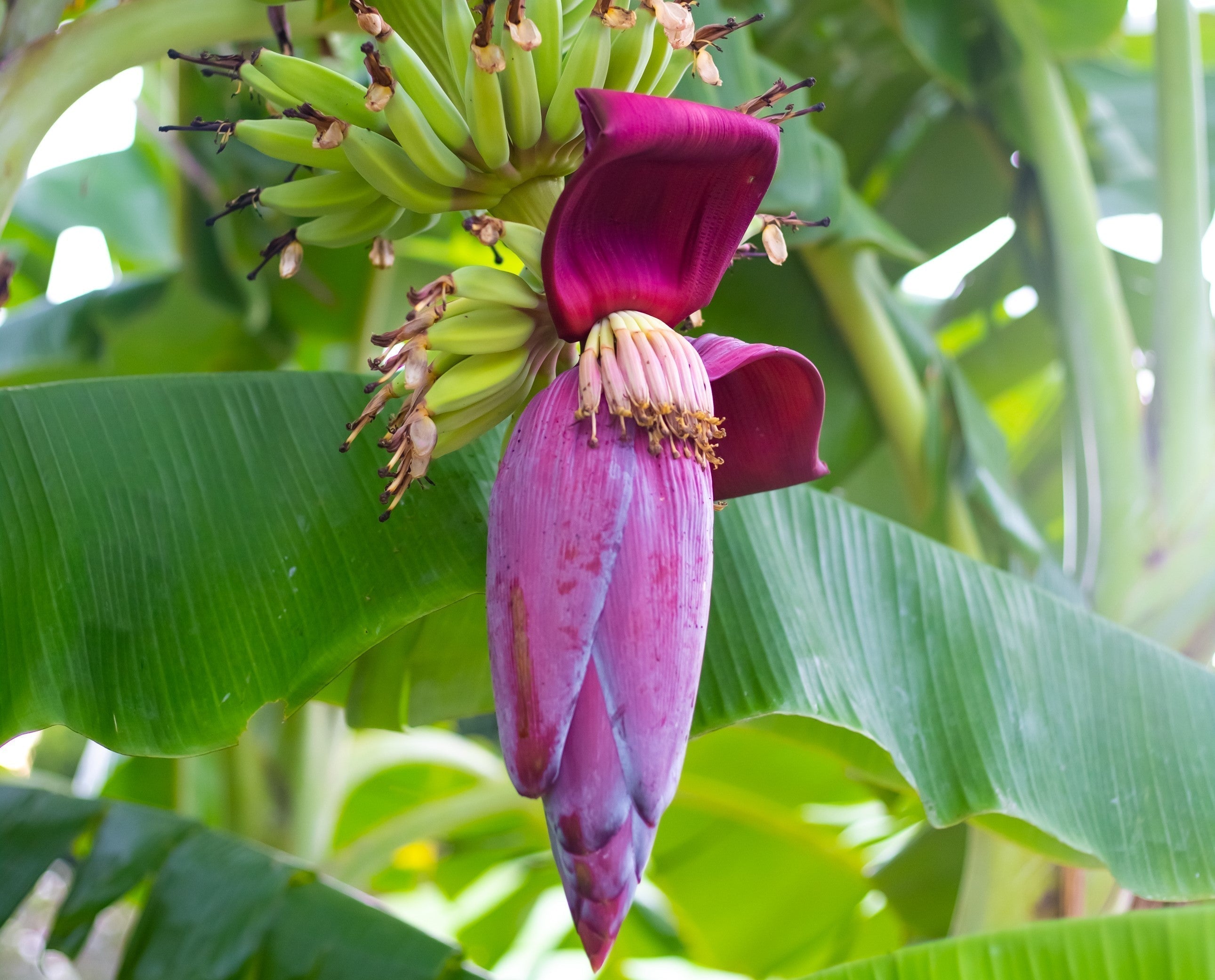 7 interessante Fakten ber Bananenblten  Kumaio