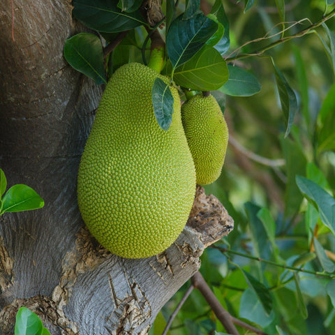 Jackfruit, die pflanzliche Fleischalternative
