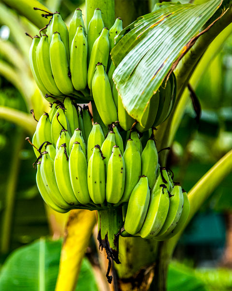 Ein Bündel unreifer, grüner Bananen an einem Bananenbaum.