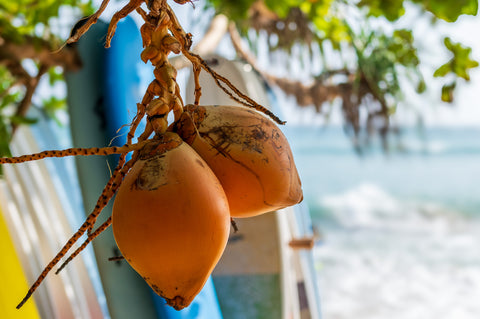 Zwei gelb-orangefarbene King Kokosnüsse hängen an einem Baum vor einem Strandhintergrund mit tropischem Ambiente.