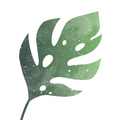 Illustration eines stilisierten Monstera-Blatts mit grünem Aquarell-Textur-Effekt und weißen Farbsprenkeln.