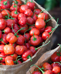 Erntefrische Peppadew®