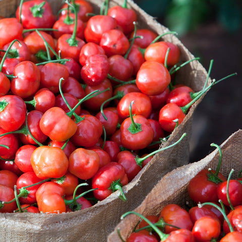 Frische Peppadew rote Kirschpaprika ganze Früchte in Jutesack – pikante südafrikanische Piquanté Peppers aus der Ernte