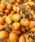 Ein Haufen frisch geernteter, leuchtend orangefarbener King-Kokosnüsse.