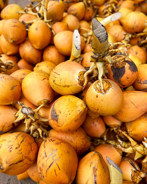 Ein Haufen frisch geernteter, leuchtend orangefarbener King-Kokosnüsse.